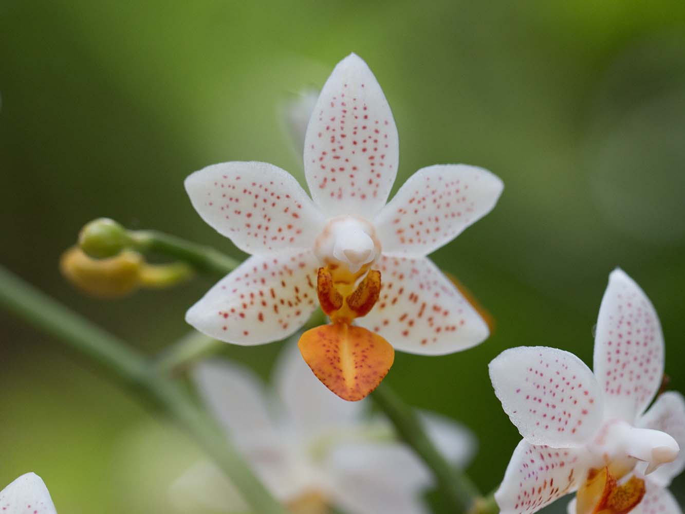 Trauerfloristik Orchidee